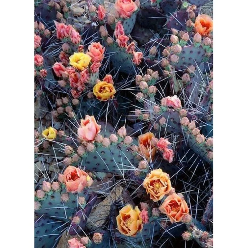 Full Drill 5D Diy Diamond Pain