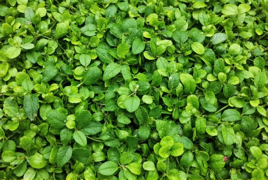 Fresh African greens being inspected in a market stall