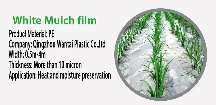poly mulching sheet for agriculture .jpg