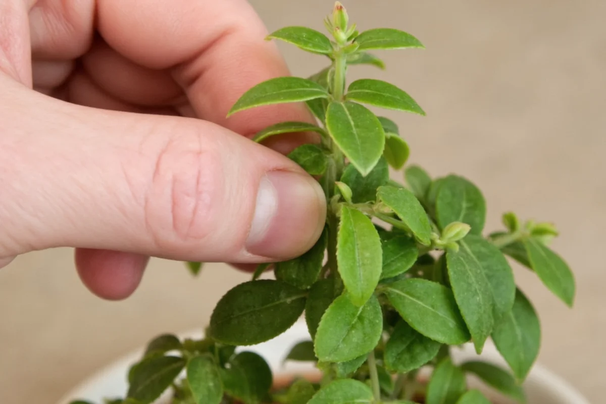 how to prune a jade plant with pictures