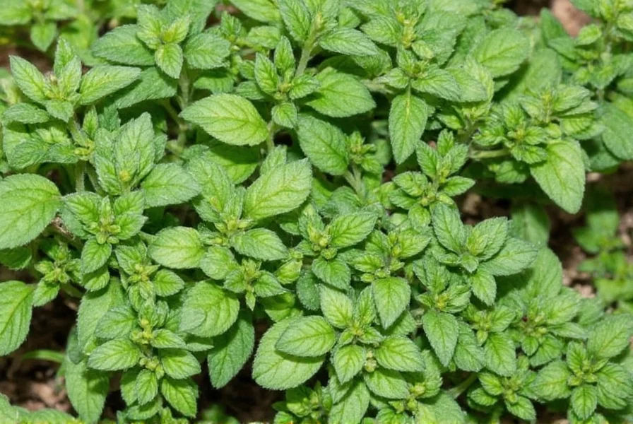 Comparison chart between Mexican oregano and Mediterranean oregano