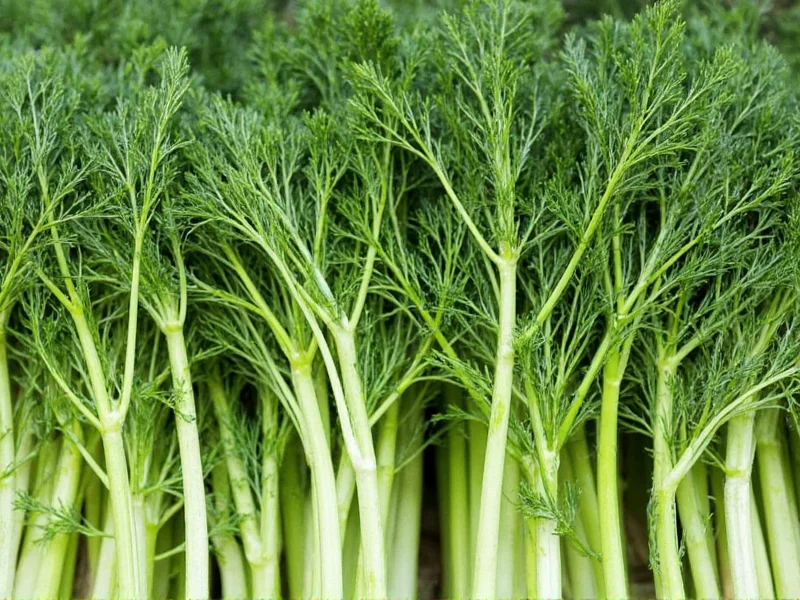 Fresh Dill Heads: Culinary Uses and Harvesting Guide