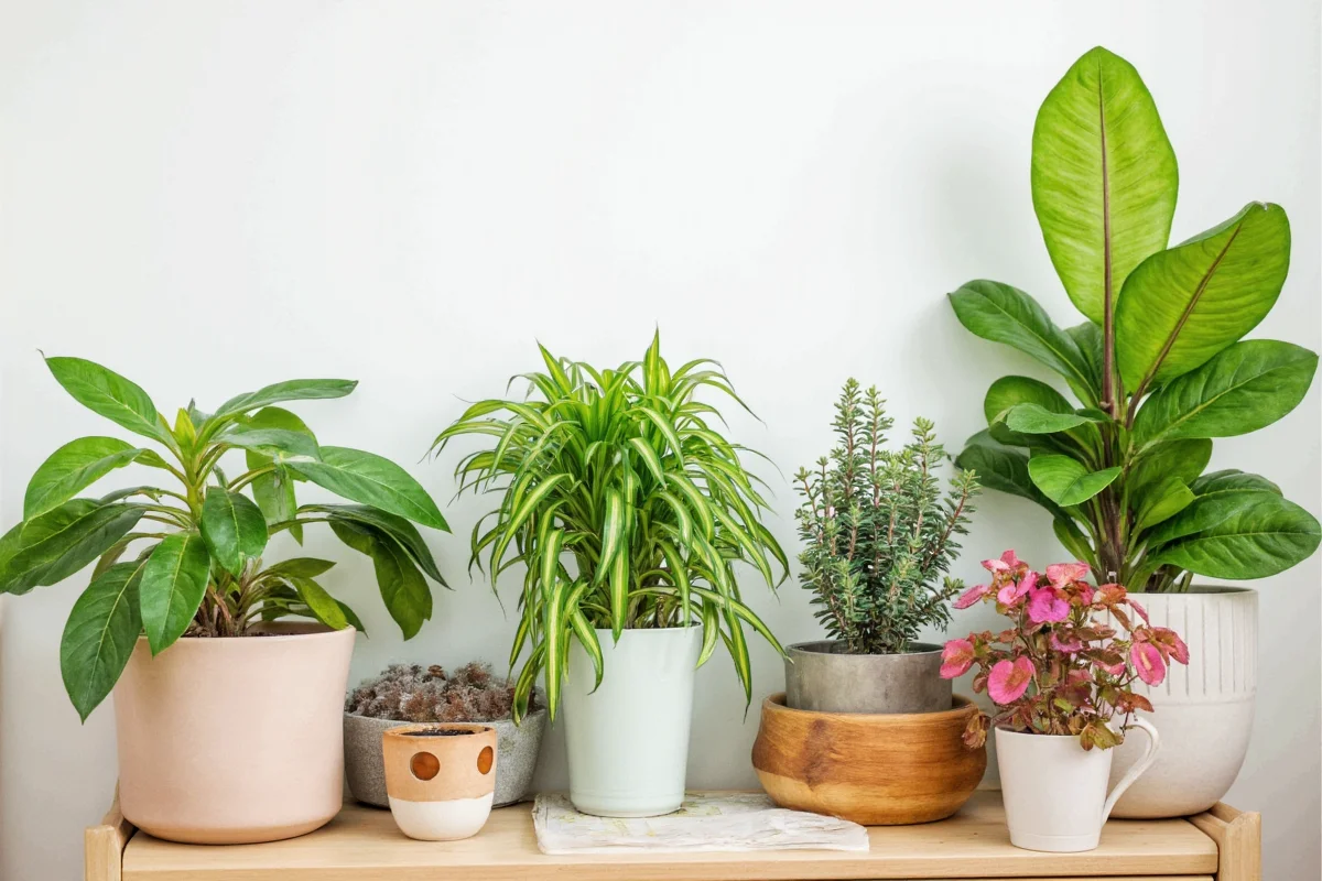 do house plants clean the air
