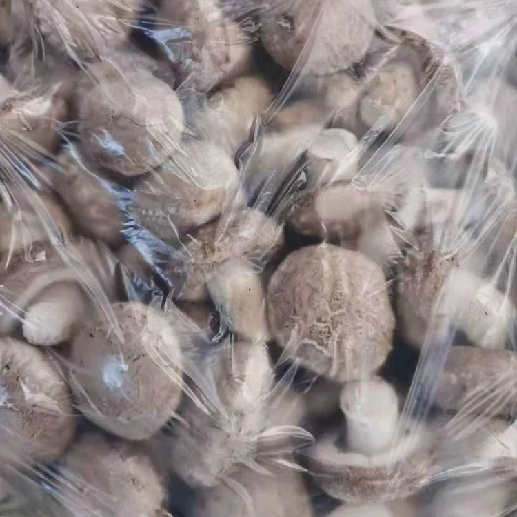 
Factory supplying wholesale fresh shiitake mushroom 
