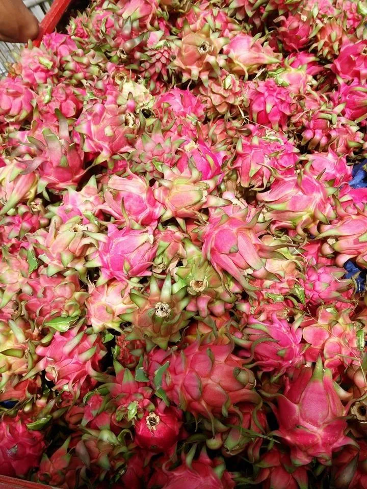 
Pure Natural Fresh Tropical Fruits Fresh Red Dragon Fruit For Sale 