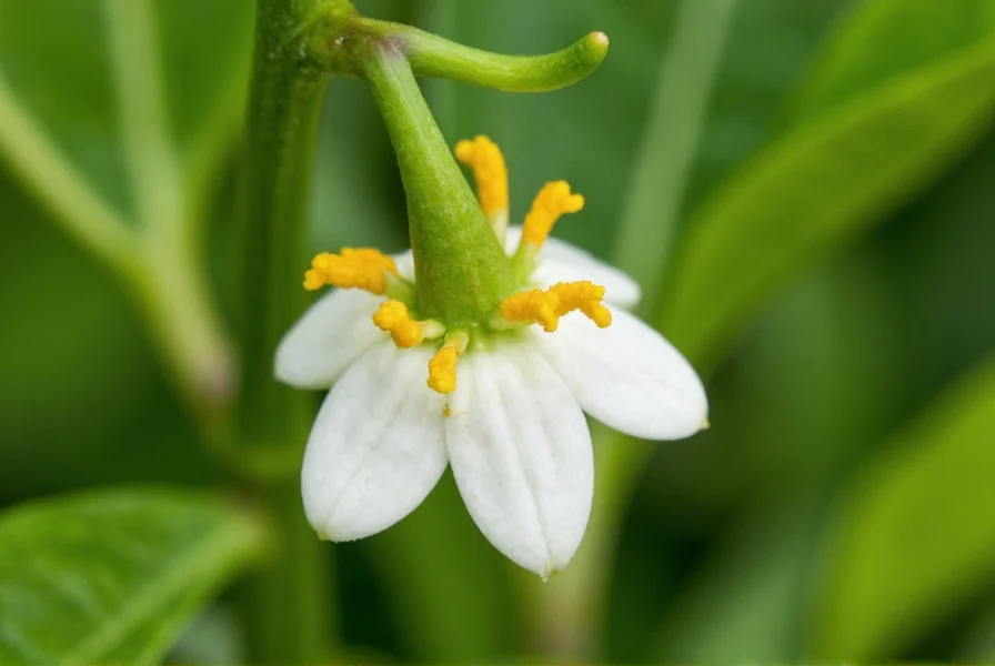 Close-up photograph of white pepper flower with yellow stamens on green pepper plant stem