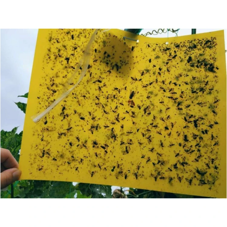

Waterproof Insect Glue Trap of Insecticidal Pest Control for farmer in Horticulture like Greenhouse, Yellow & blue