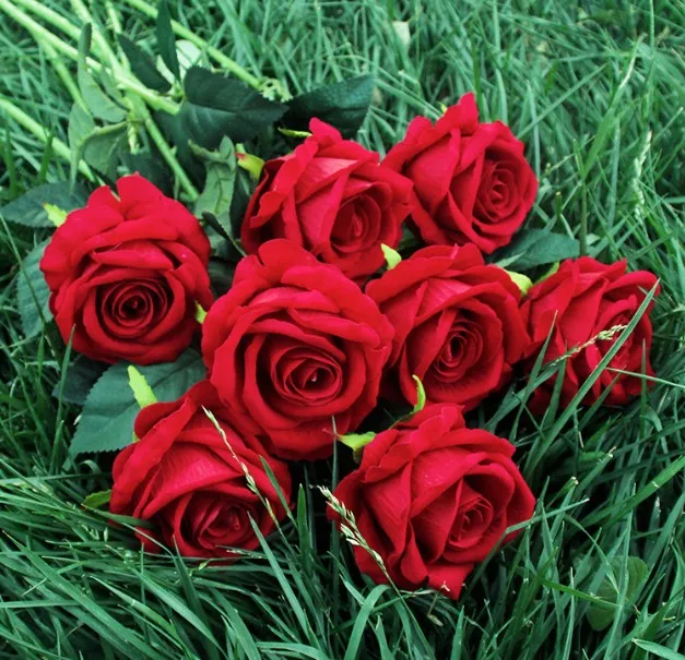 valvet rose-12.JPG