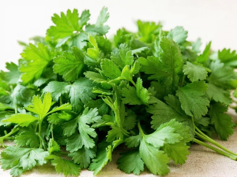 Best Coriander Substitutes for Any Recipe