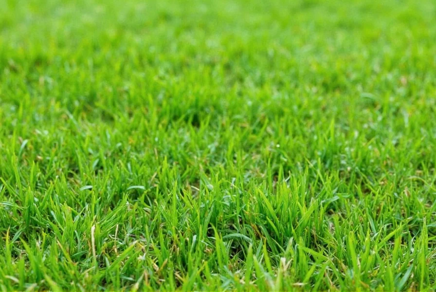 Microklee 'Little Clover Whispers': Der nachhaltige Rasenersatz im Test