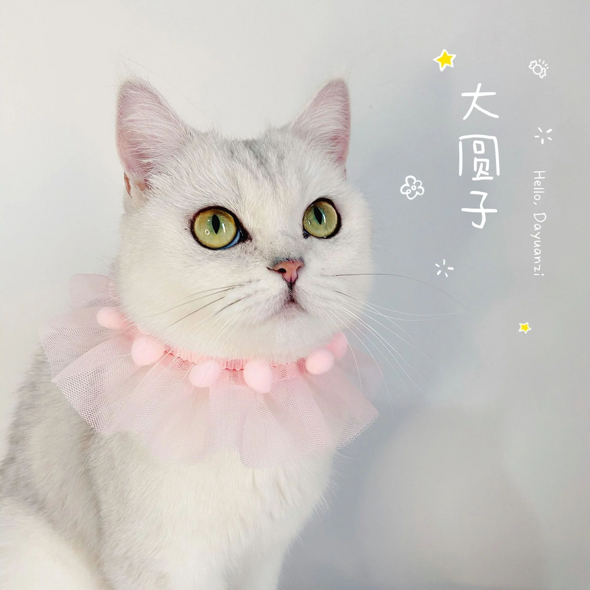 

New Lace Yarn Luxury Pink White Blue Pet Dog Cat Custom Collars Small Animals Duck Mouse Necklace Supplies Harness Charm