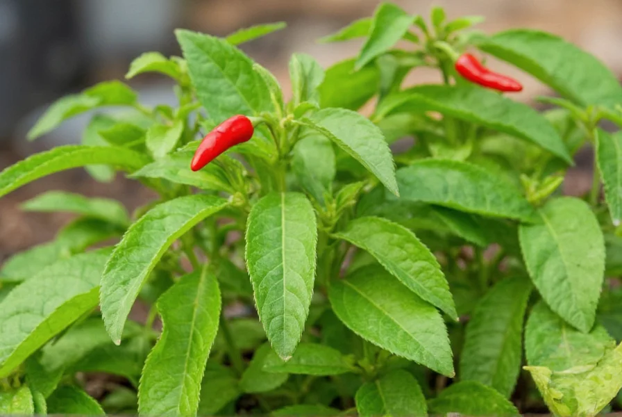 Thai Pepper Plant Growing: Complete Cultivation Guide