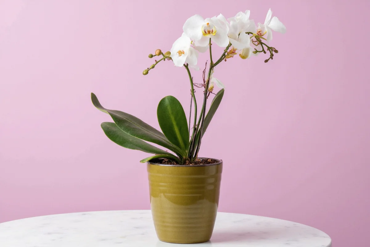 how to take care of orchid plants