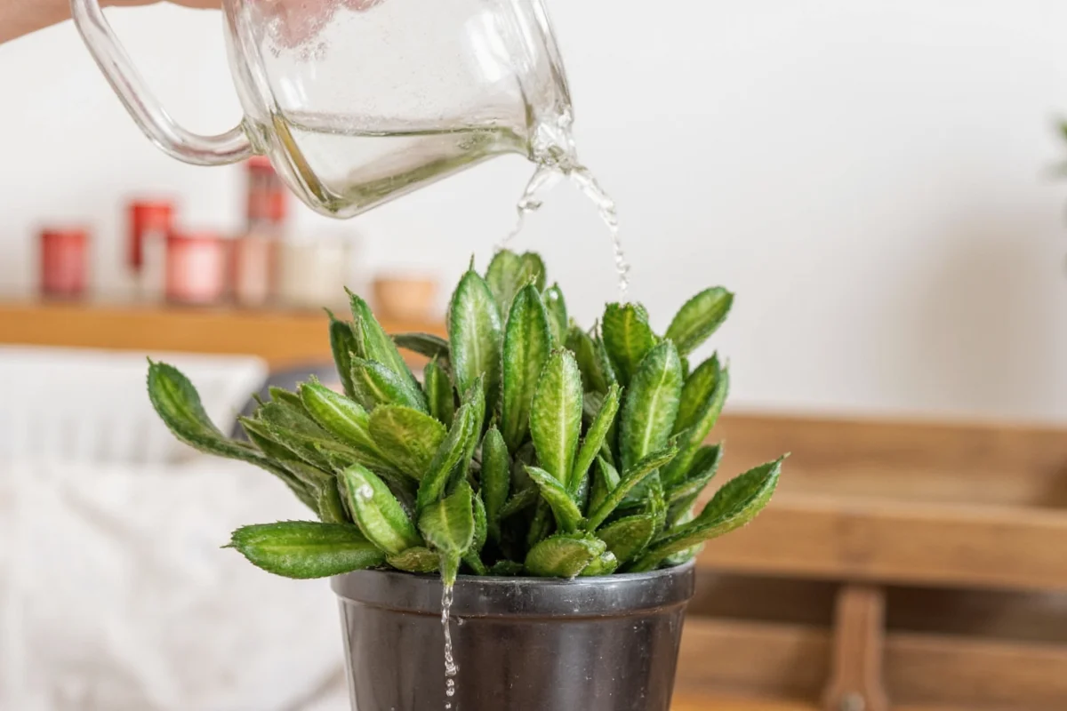 How to Water a Snake Plant: Ultimate Care Guide