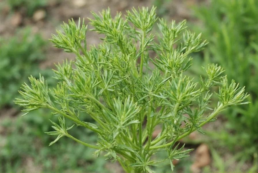 Fresh vs Dried Dill