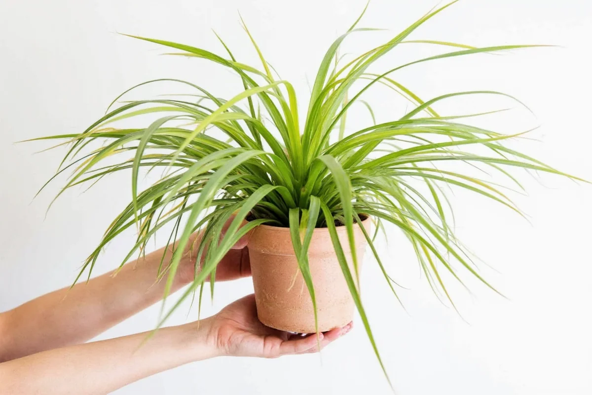 how to water an air plant