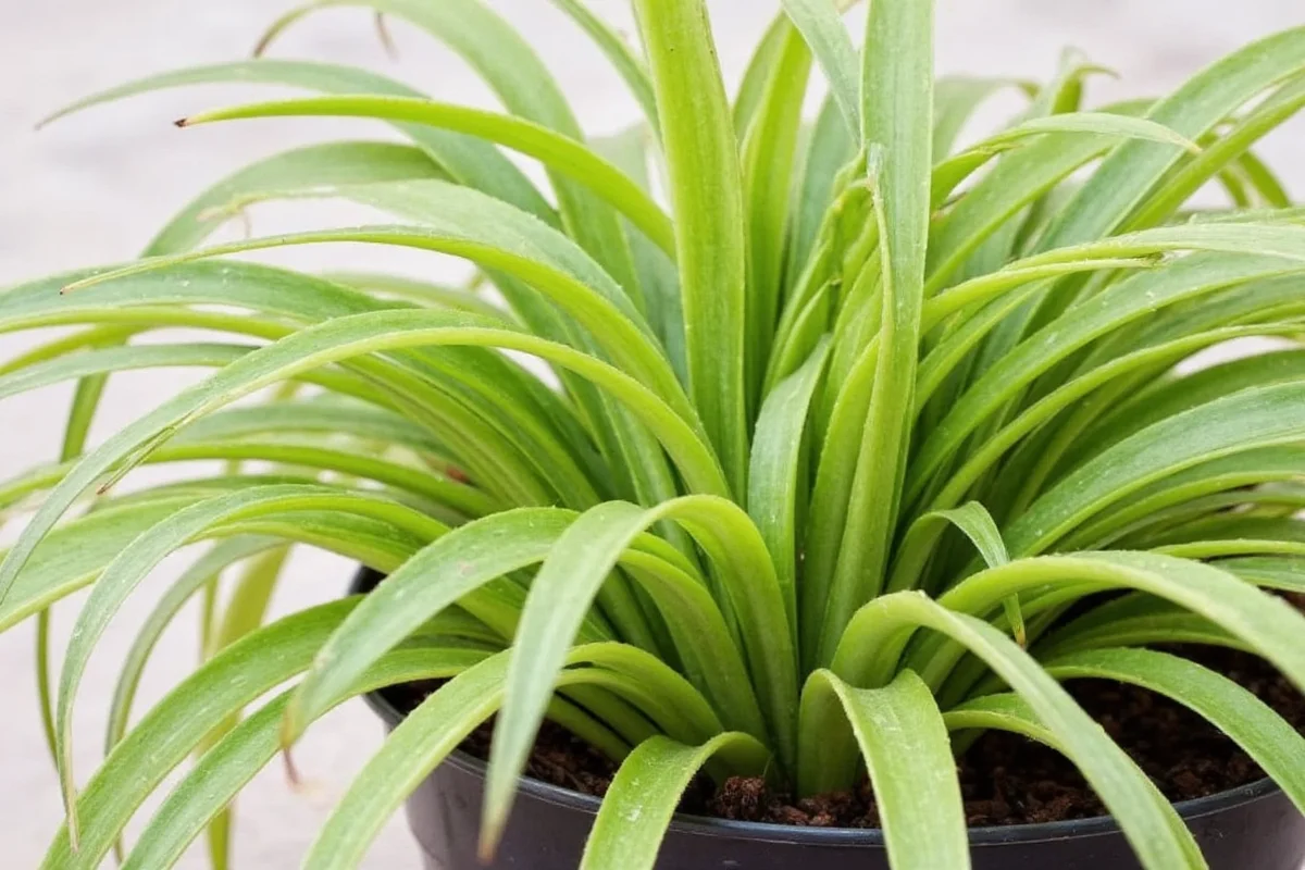 do spider plants need sun