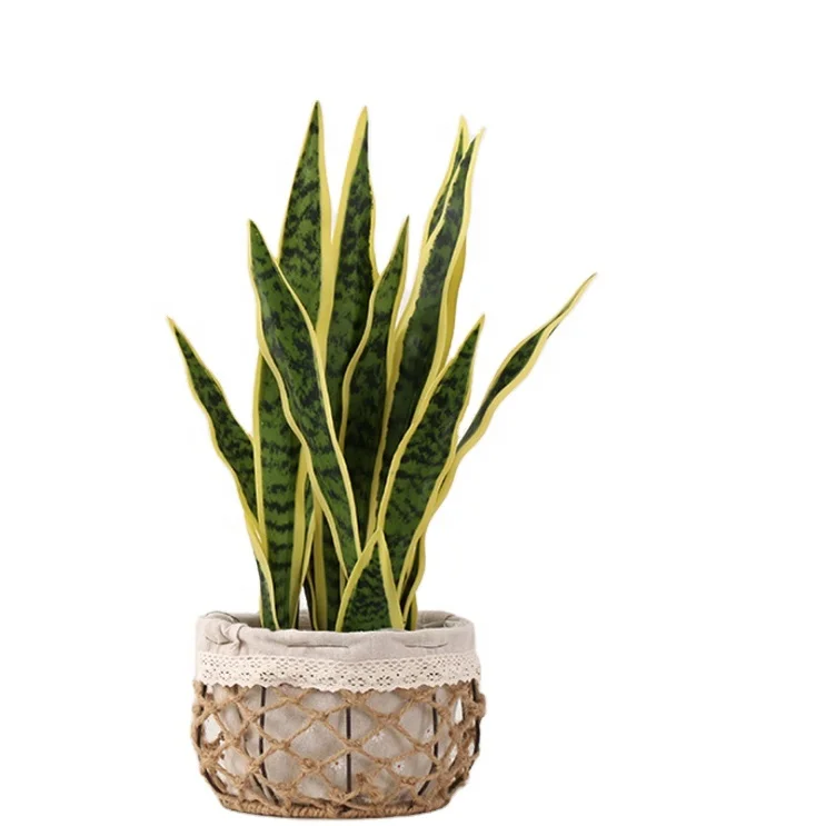 

Artificial Snake Plant is A Tropical Artificial Plant for Office Decoration or As a Gift to Friends