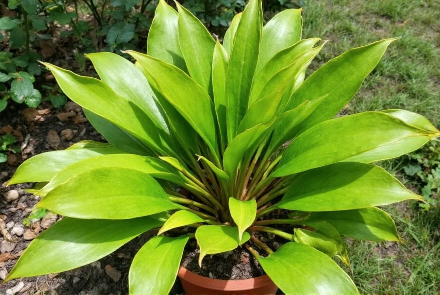 Different ginger plant varieties growing in containers