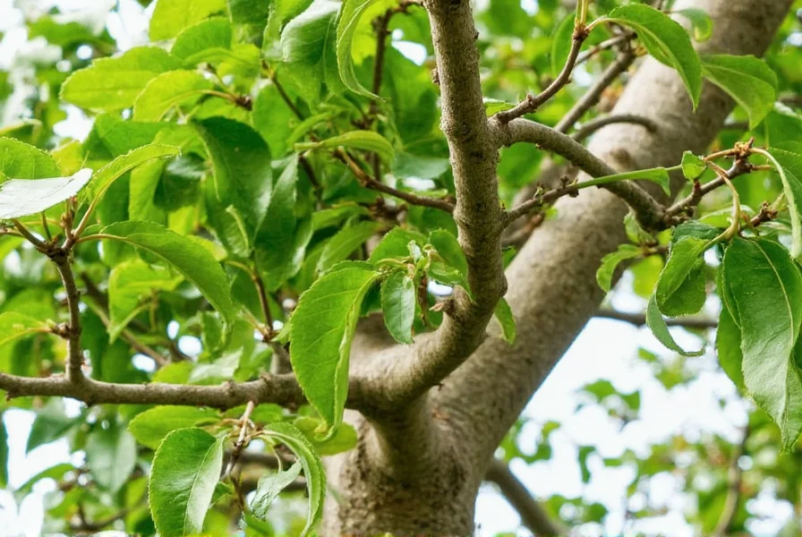 Cinnamon Tree Care: Complete Growing Guide for Healthy Trees