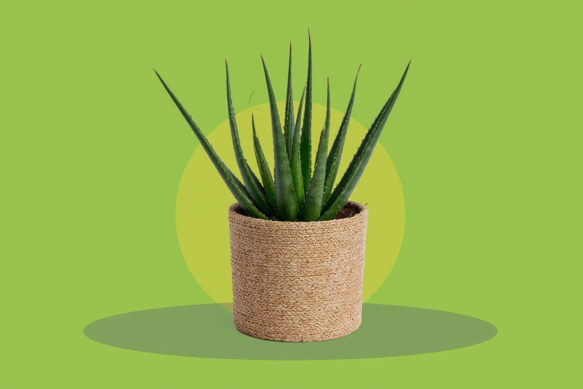 how do you take care of aloe plants