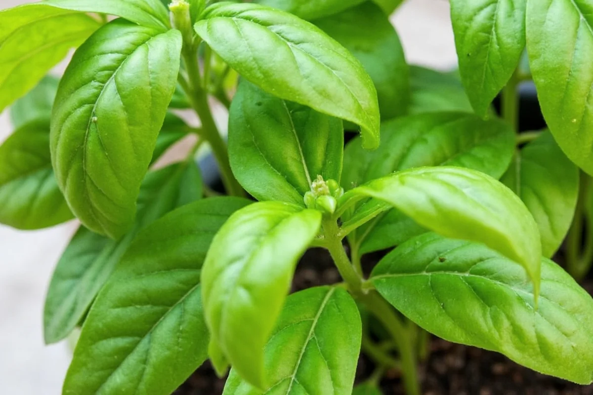 how to care for basil plants