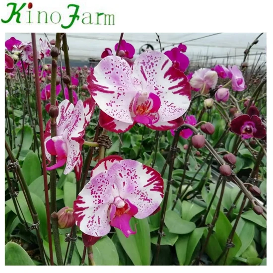 
Young Seedling Phalaenopsis 