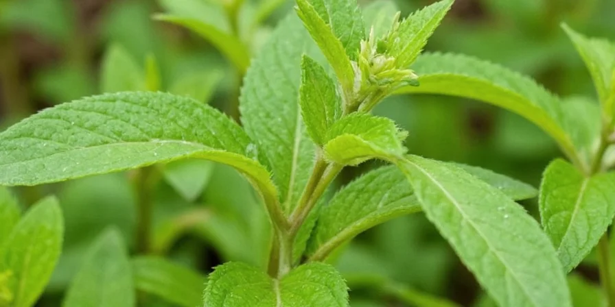 Side-by-side comparison of marjoram and oregano plants