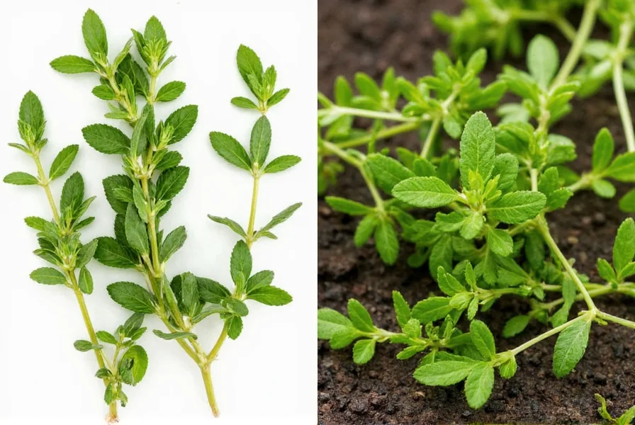 Mexican Oregano Dried Leaves