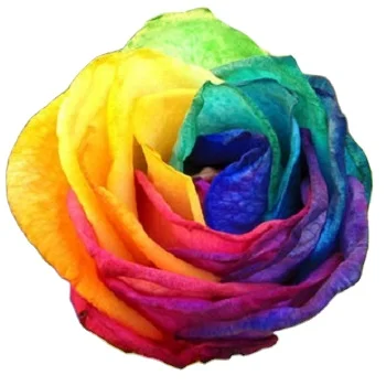 

Rose Seeds Dutch Imported Flowers (colorful Rose Seeds) Plant Potted Flower Seeds