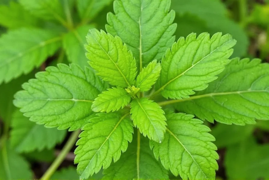 Coriander Leaf: Culinary Uses, Benefits & Growing Tips