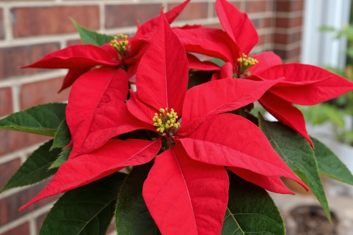 how to take care of the poinsettia plant