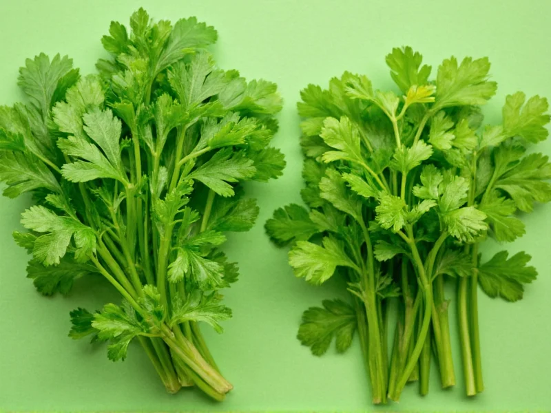 Flat Leaf Parsley vs Cilantro: Key Differences Explained