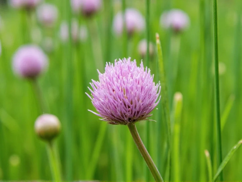 Best Alternatives to Chives: Practical Substitutes Guide