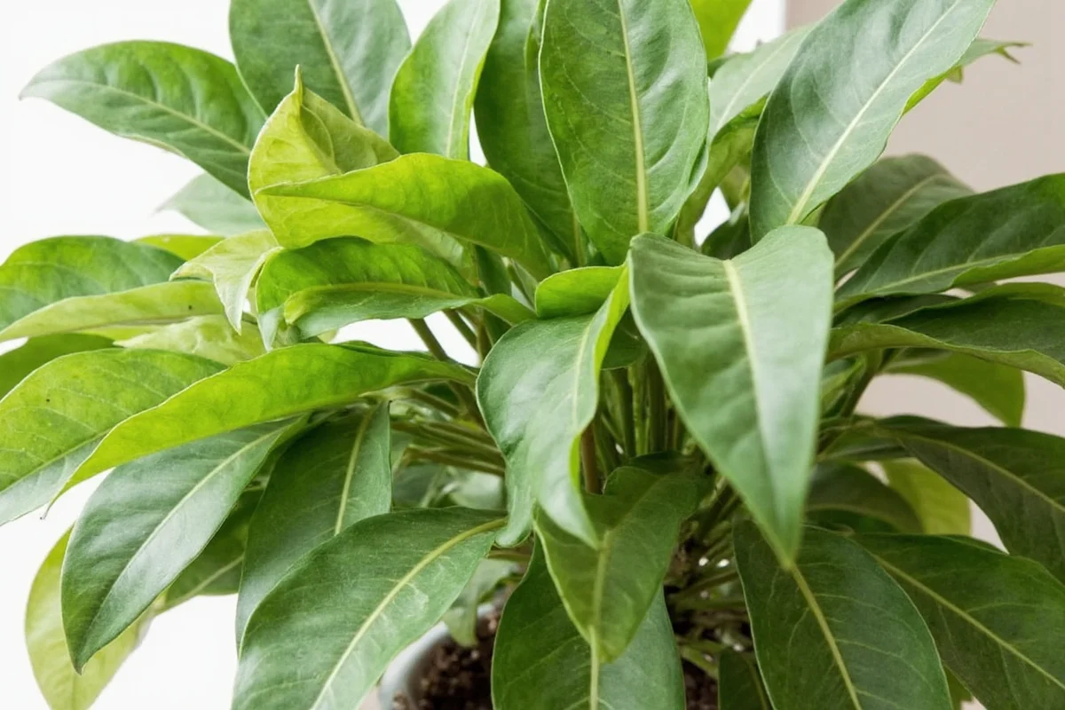 how to care for a croton plant