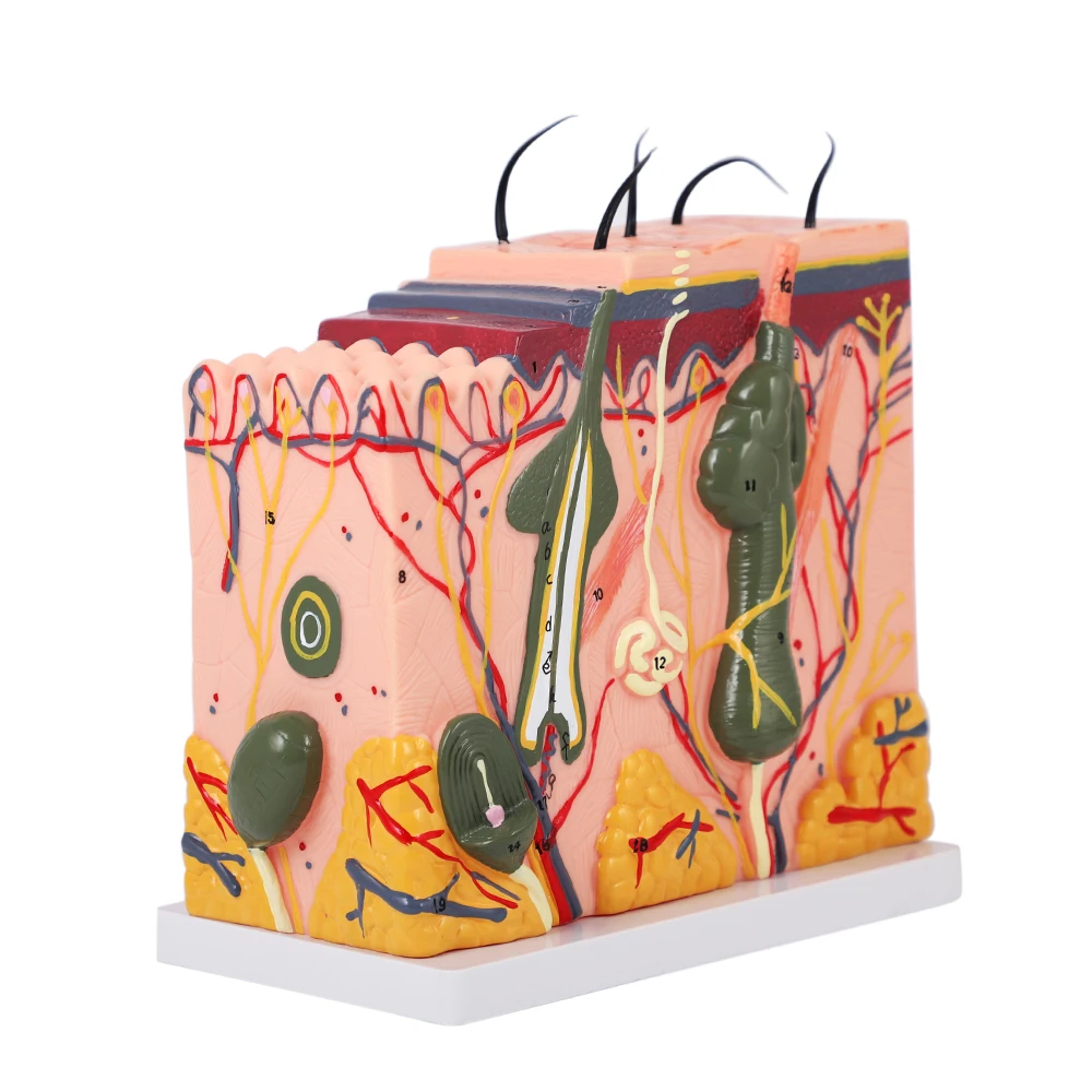 

Professional PVC Model Skin Structure With Basic Knowledge of Skin Sensory Organs For Permanent Makeup Academy Training