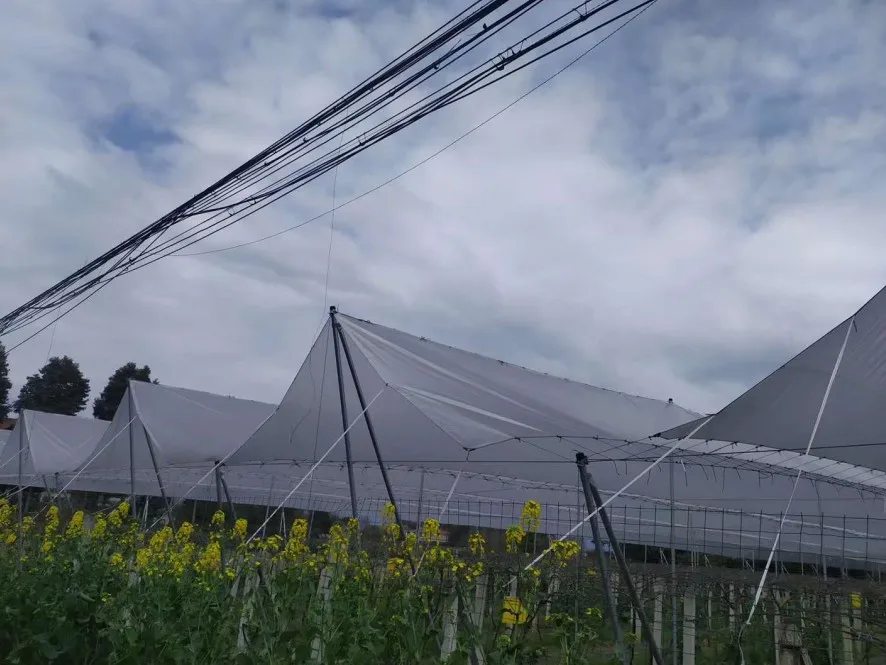 1.75m X12m Chile Cherry Farm Orchard Roof Rain Cover With 5 Uv