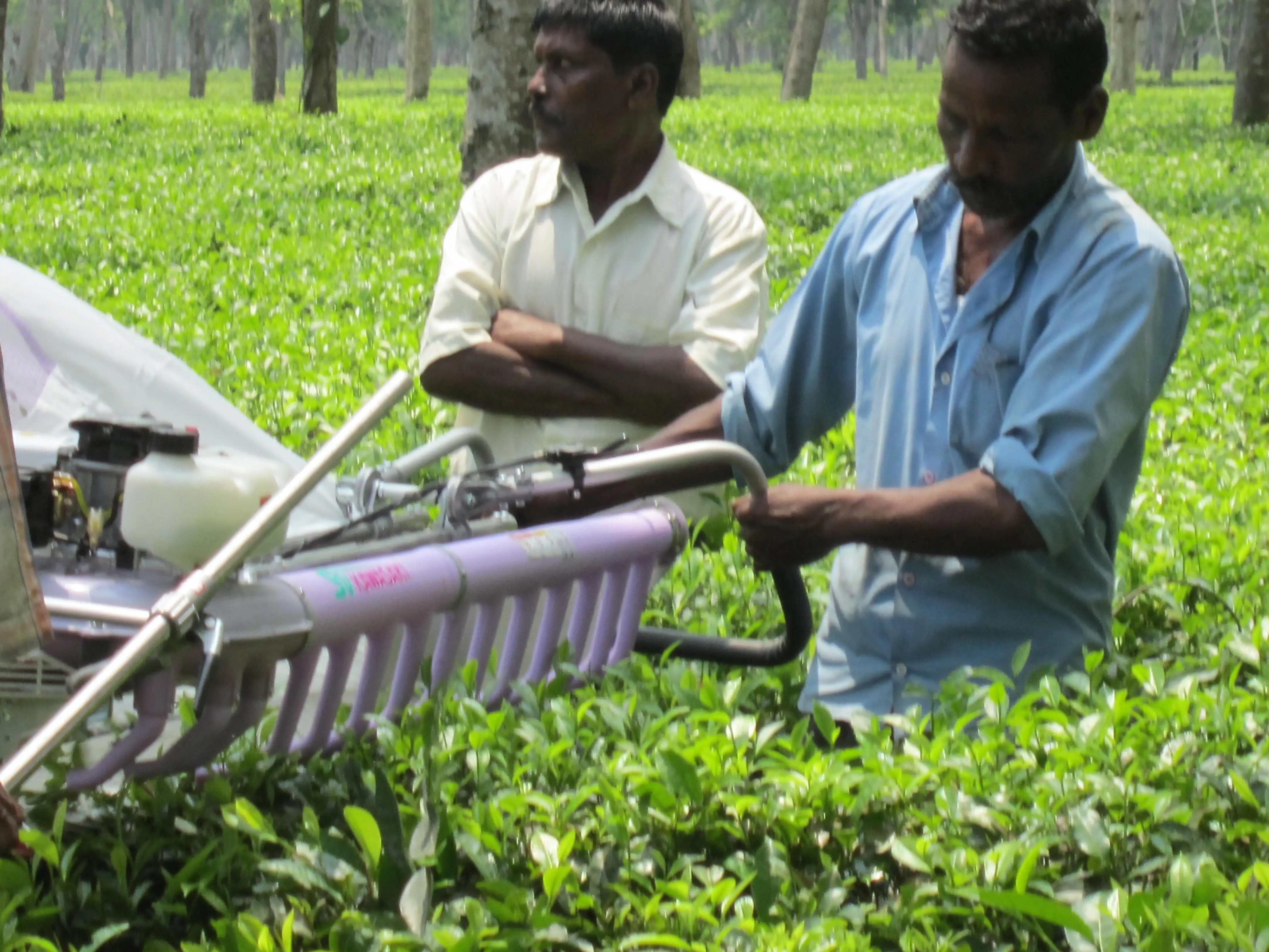 Hot selling in Sri Lanka tea( lavender) harvesting tools SV120 - Online Shopping