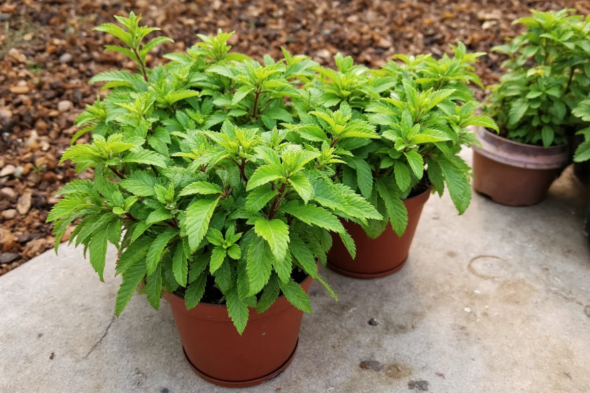 how to plant grow care for lilac bushes