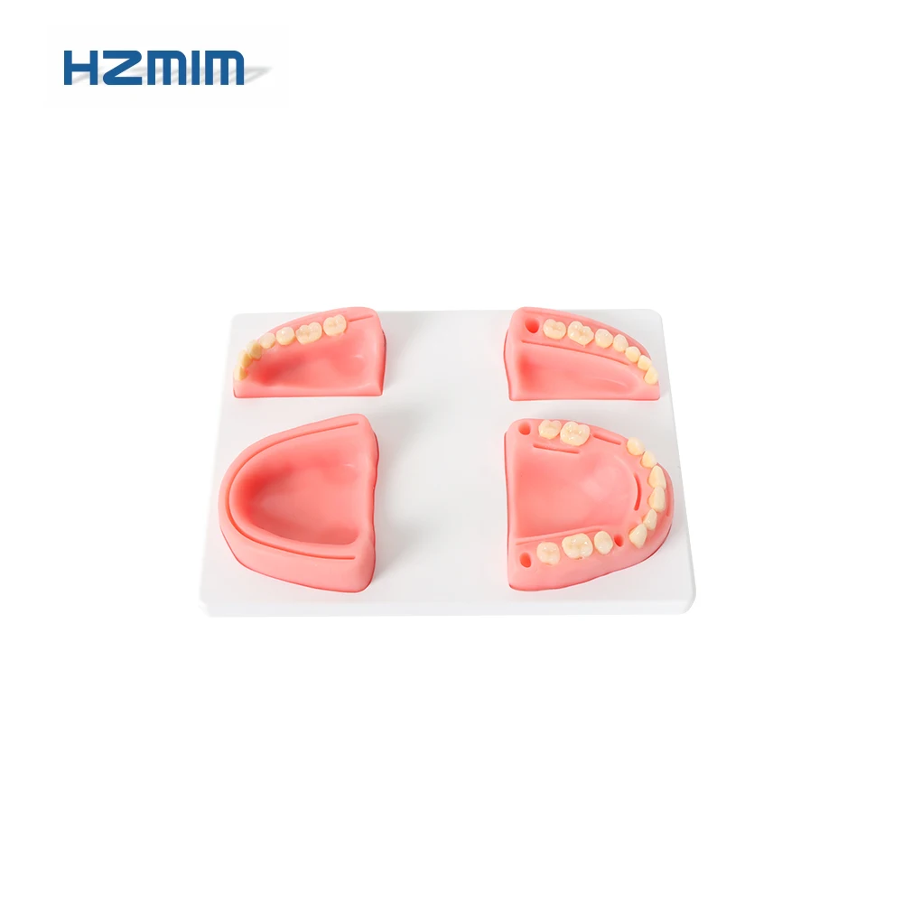 

Human Dental Suture Pad With Resin TeethDental Training Models Dental Pad For Suture Practice