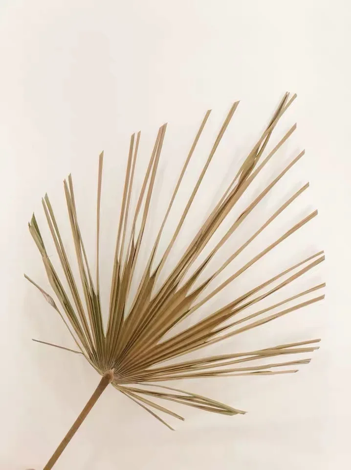 Wholesale Green Palm Leaves & Palmetto Leaves For Wedding Decoration