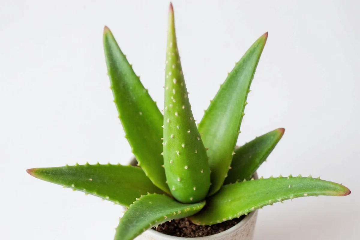 how to get aloe vera plant