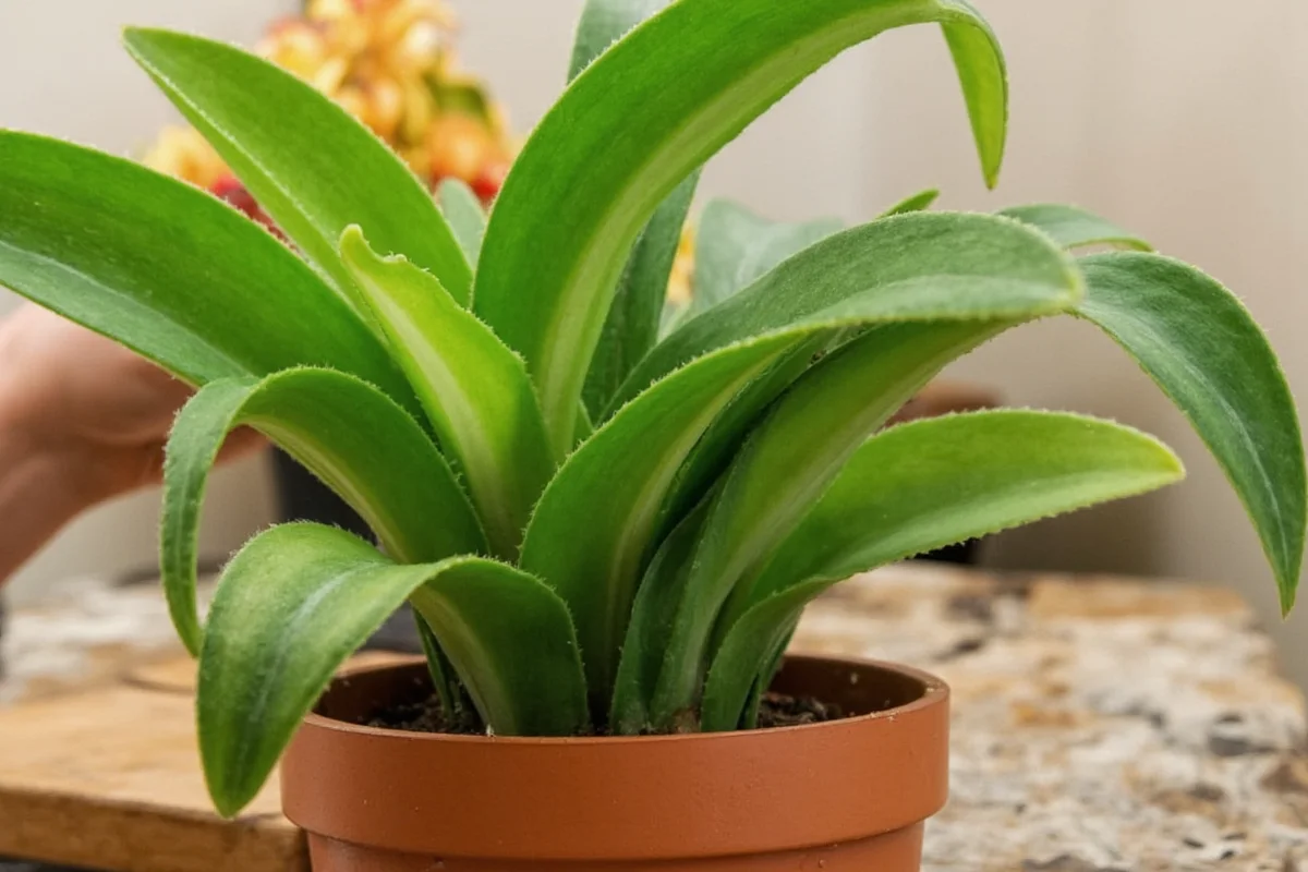 how to plant snake plant