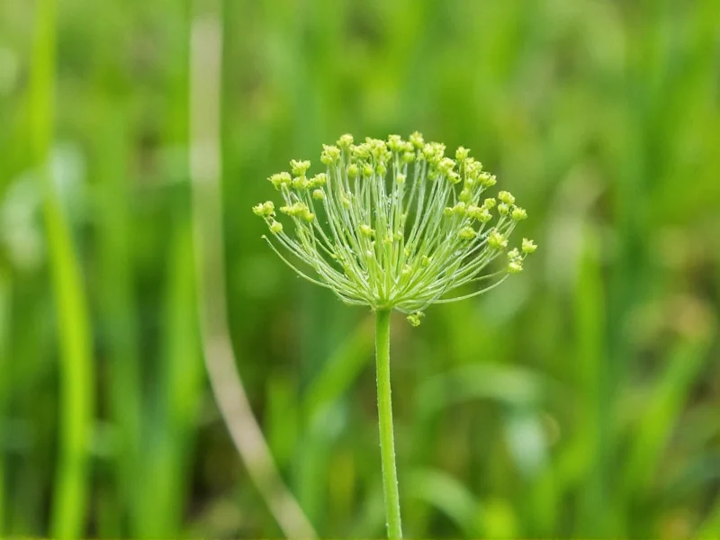 Is Wild Dill Edible? Safety, Identification & Uses