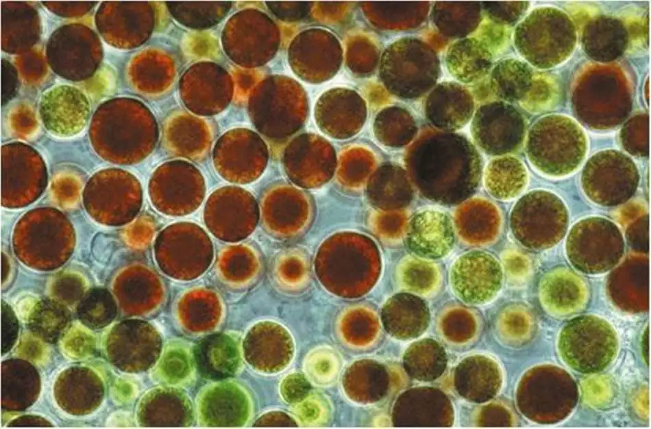 astaxanthin extract.jpg