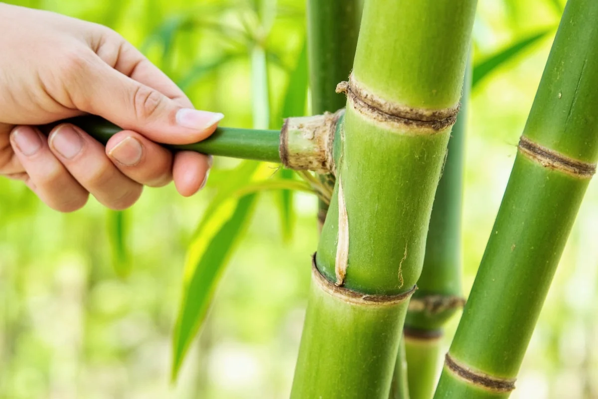how to revive bamboo plant