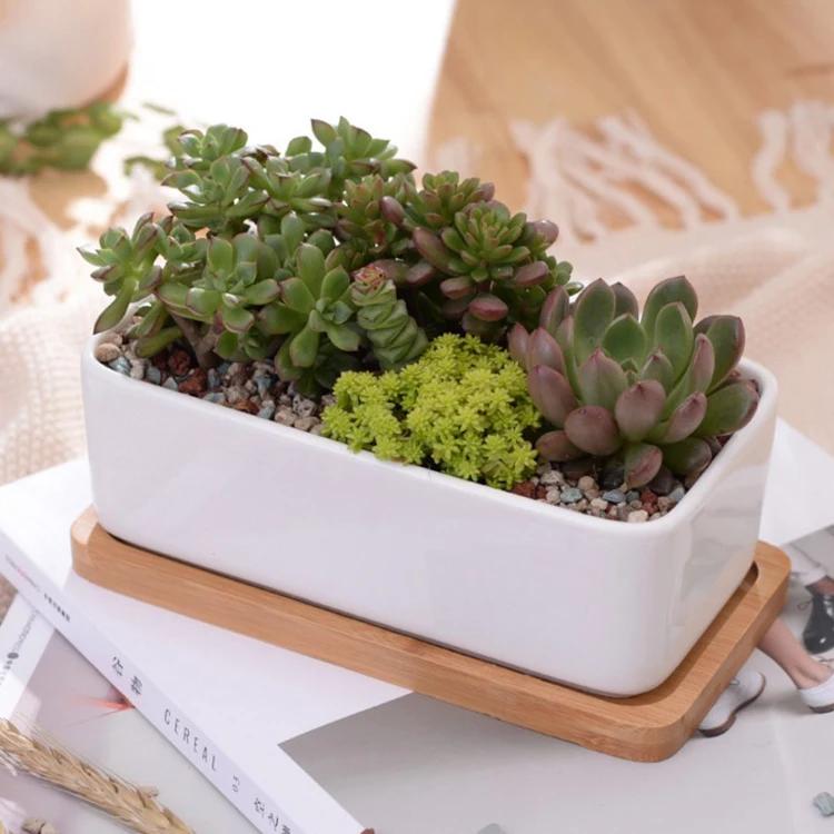 

Rectangle White Ceramic Succulent Planter Pots Mini Flower Plant Containers With Wooden Tray, Customized color