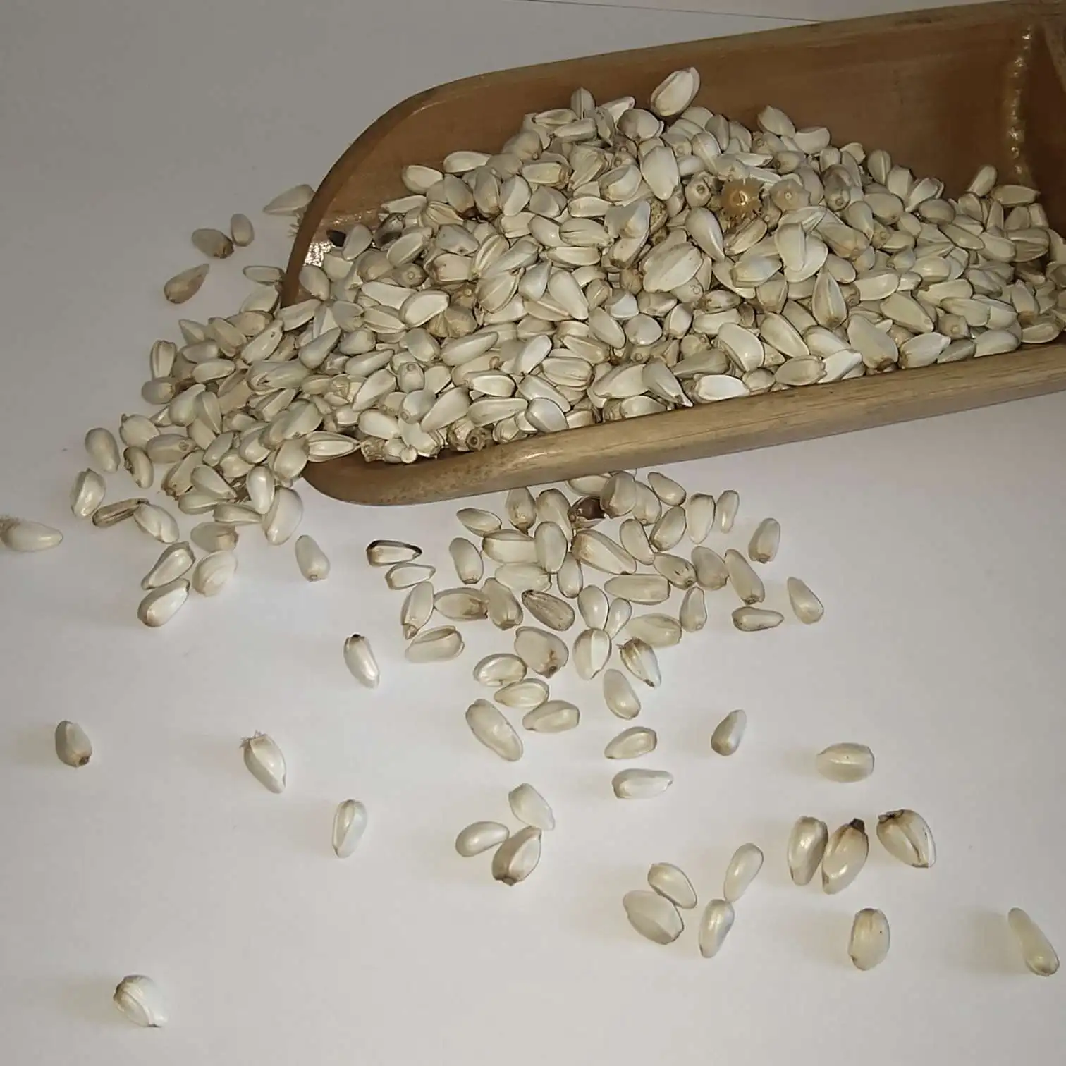 BULK SAFFLOWER SEEDS FOR  ANIMAL FEEDING