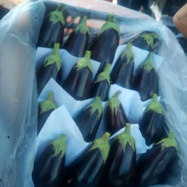 
Fresh Eggplant (White-Black) 