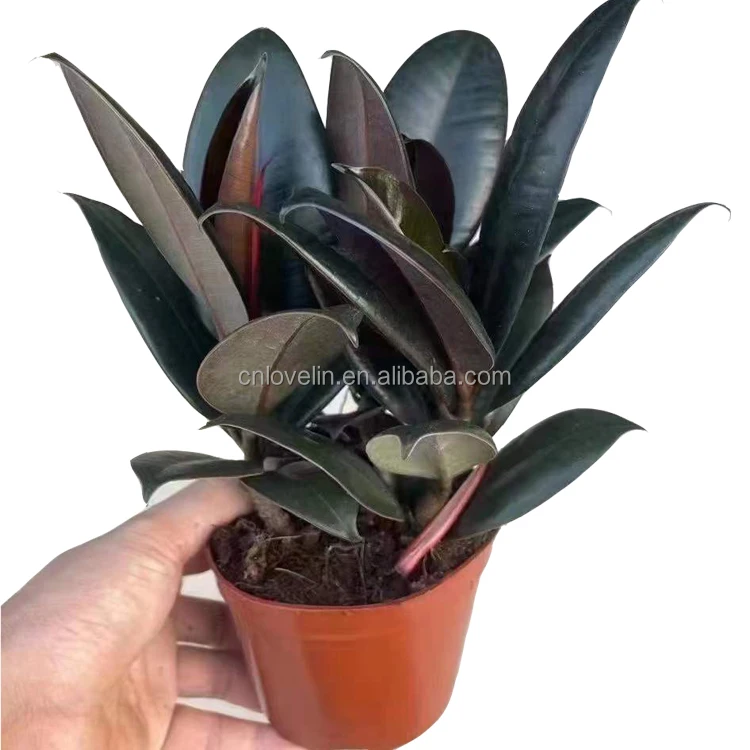 

rubber tree plants ficus elaslica artificial for home and garden, Green